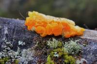 Tremella mesenterica image