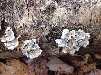 Trametes versicolor image