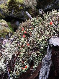 Cladonia bellidiflora image