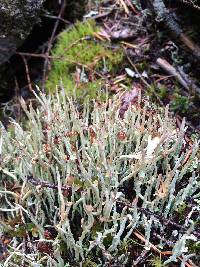 Cladonia cornuta image