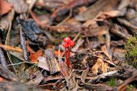 Mycena viscidocruenta image