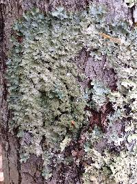 Punctelia subflava image