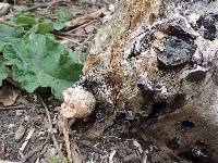 Polyporus squamosus image