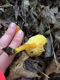 Hygrocybe chlorophana image