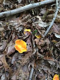 Hygrocybe chlorophana image