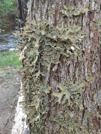 Lobaria pulmonaria image