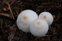 Leucocoprinus cepistipes image