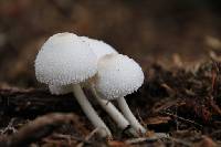 Leucocoprinus cepistipes image