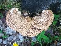 Polyporus squamosus image