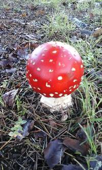 Amanita muscaria image