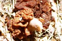 Gyromitra tasmanica image