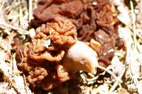 Gyromitra tasmanica image