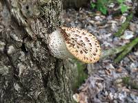 Polyporus squamosus image