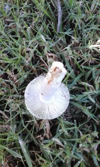 Russula amoenolens image