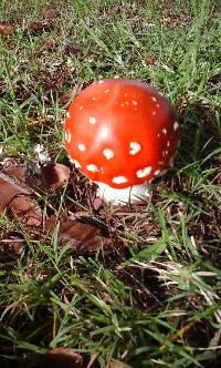 Amanita muscaria image