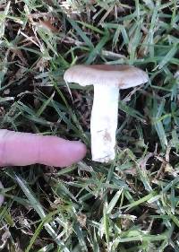 Russula amoenolens image