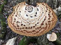 Polyporus squamosus image