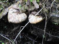 Polyporus squamosus image