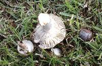 Russula amoenolens image