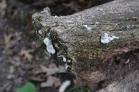 Trametes pubescens image