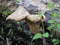 Polyporus squamosus image