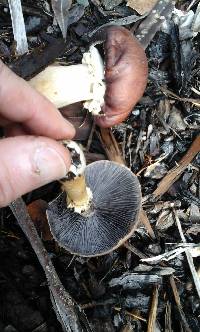 Stropharia rugosoannulata image