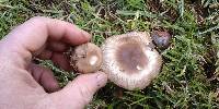 Russula amoenolens image