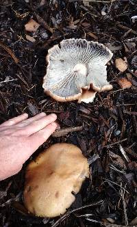 Stropharia rugosoannulata image