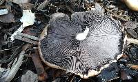 Stropharia rugosoannulata image