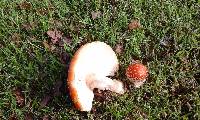 Amanita muscaria image