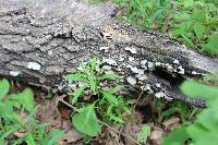 Trametes pubescens image