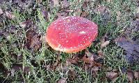 Amanita muscaria image