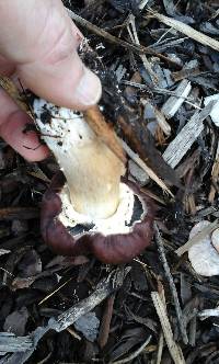 Stropharia rugosoannulata image