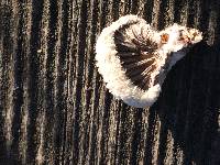 Schizophyllum commune image