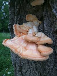 Laetiporus sulphureus image