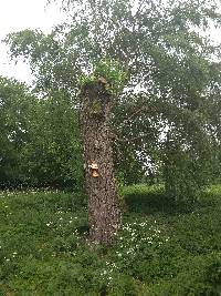 Laetiporus sulphureus image