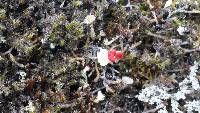 Cladonia macilenta image