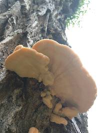 Laetiporus sulphureus image