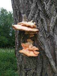 Laetiporus sulphureus image