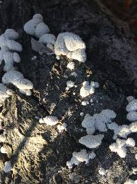 Schizophyllum commune image