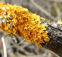 Xanthoria parietina var. parietina image