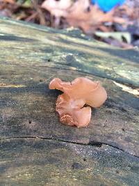 Tremella foliacea image