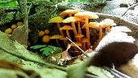 Mycena leaiana image