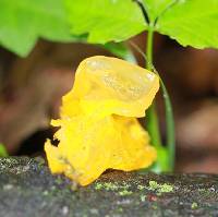 Tremella mesenterica image