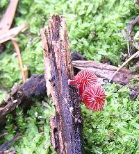 Mycena viscidocruenta image