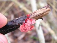 Mycena viscidocruenta image