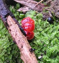 Mycena viscidocruenta image