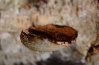 Fomitopsis betulina image