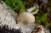 Fomitopsis betulina image