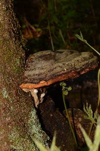 Fomitopsis pinicola image